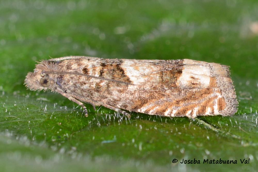 Pelochrista mollitana - Tortricidae